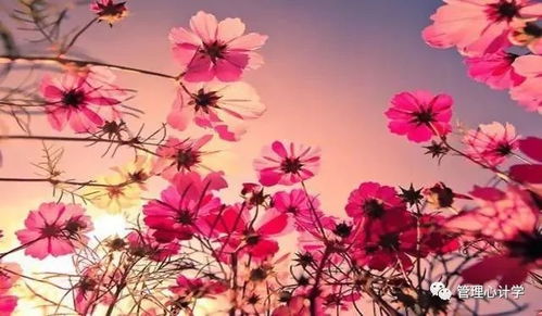 格桑花养护秘籍：每周一次