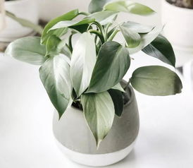 薄荷养护全攻略：简单技巧让你的绿植更茂盛！