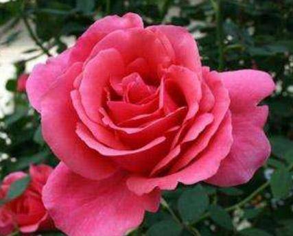 大花盆栽月季的价格大揭秘