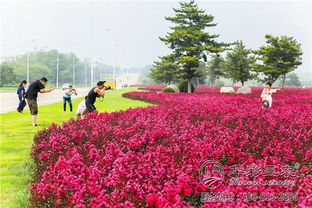 适应性强的紫薇