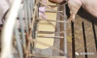 简易液态饲料喂猪时如何确保营养均衡且避免营养过剩或不足？