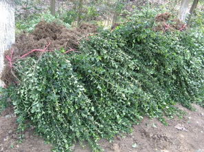 冬青浇水的奥秘