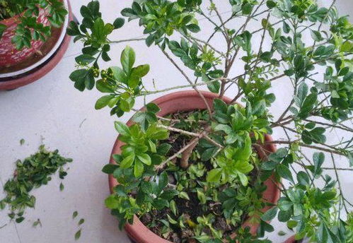 米兰花花期具体是哪几个月份和时间段