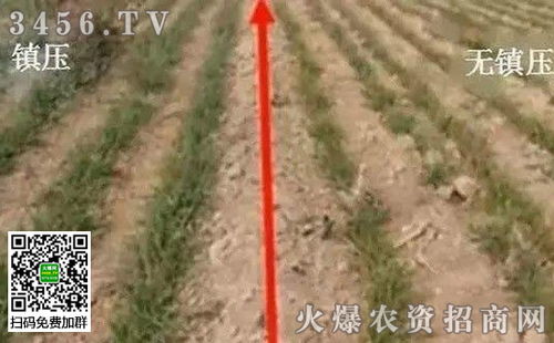 春大葱春管，指春季对大葱进行的管理措施