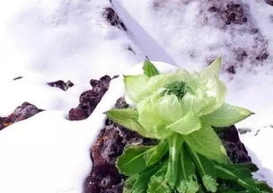 冰山雪莲，花中珍品，养生佳选，养颜圣花！