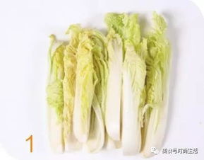 种植娃娃菜， 时间彳艮重要