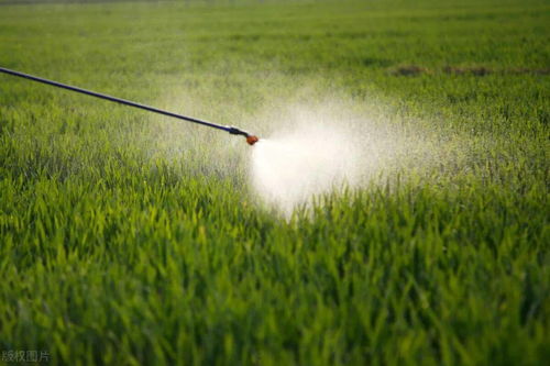 下雨后的补救措施