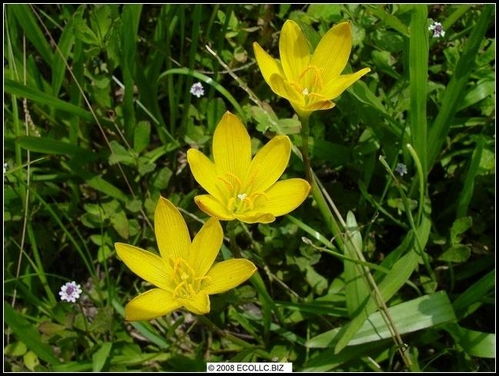 葱莲的花语与文化内涵