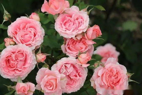 红色绝代佳人月季缺点大揭秘