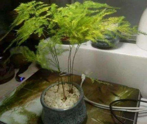 文竹发青绿，是光合作用旺盛吗