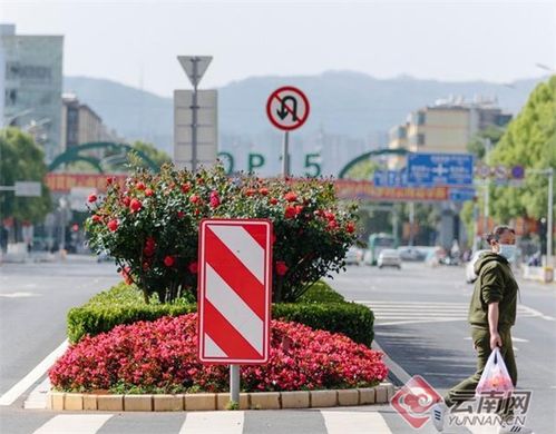 月季， 街头风景的五彩画笔