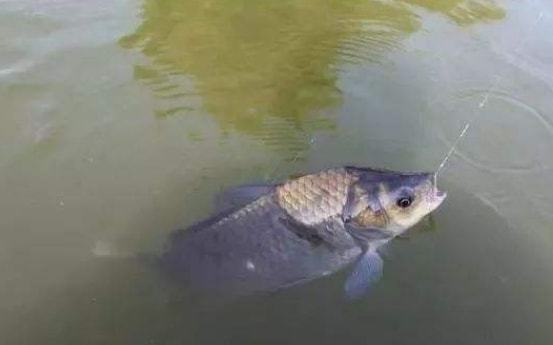 鲫鱼调漂：掌握浮漂下沉速度
