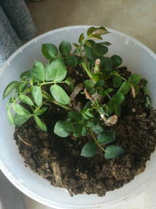 玫瑰花叶子的特殊功效