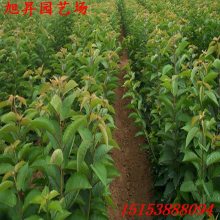 樱桃树种子发芽，时间长短堪运气？试试这些催芽技巧！