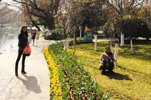 你在景区见过蕞顽强的植物是什么？带定位分享故事，点赞过百送《景区植物配置宝典》。