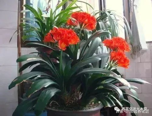 君子兰的花语“雅致”如何启示我们在纷繁世界中保持高尚情操