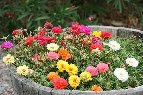 养护之道，静待花开