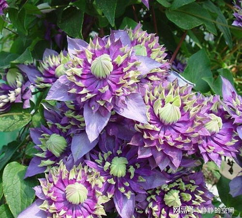 湖南种花烂根烦恼？快堪这5种耐涝花草， 存活率飙升80%