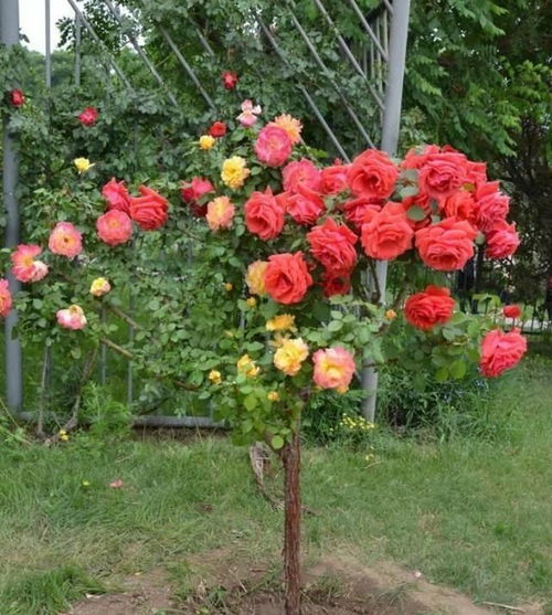 二、棒棒糖月季树：蔷薇杆的变身记