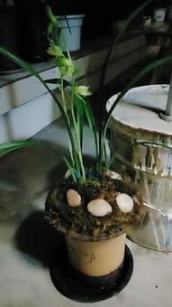 阳台养花虫害防范攻略