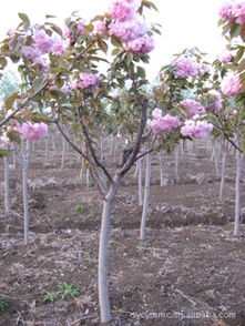 沭阳花木市场， 美丽花儿的海洋