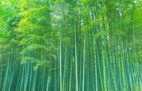 农夫推荐：两种消灭竹子的方法