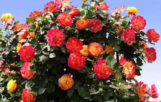 今天我要以诗人的情怀，浪漫的笔墨