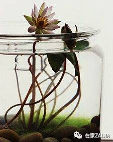 第一步：水培，让碗莲种子先适应一下环境