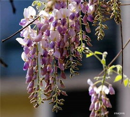 紫藤的生长奥秘大揭秘