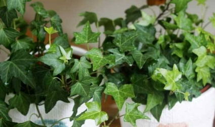 爬山虎种植的黄金时期