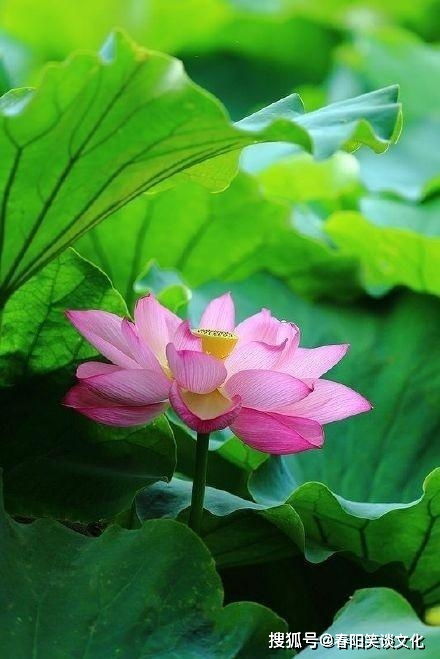 荷花寓意纯洁，家里这样摆放才好运