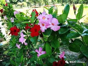 掌握养殖秘籍：双腺藤与飘香藤的区别及高效养殖技巧