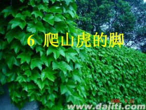 “哪里有爬山虎的脚图片？”这种植物是怎么爬墙的