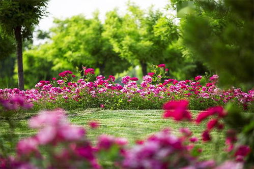 公路边的花丛里藏着什么秘密？