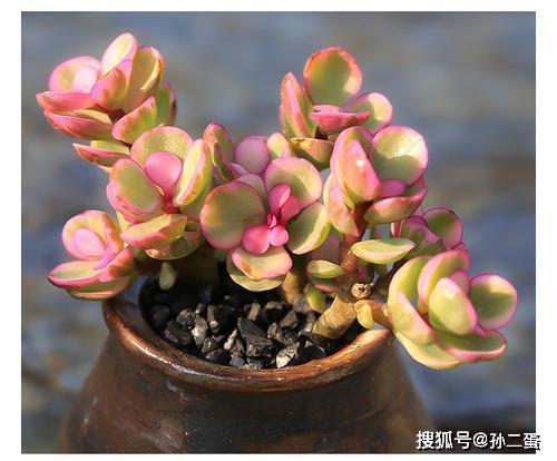 多肉植物雅乐之舞如何进行繁殖？