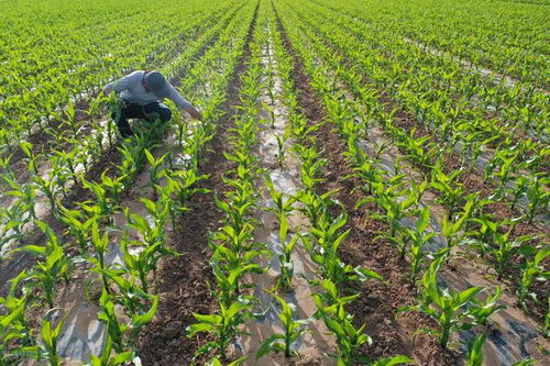 生态农业中，国内除草剂十大名牌有哪些推荐？