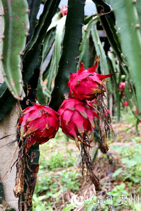 五朵金花， 扮靓家乡四季