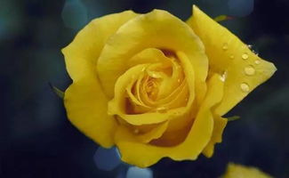 月季花枯萎， 心情也会枯萎哦