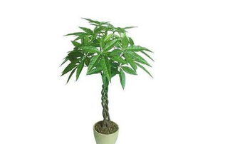 呋虫胺对发财树的影响