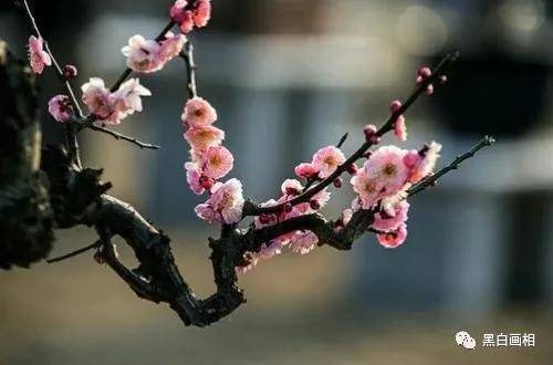 盆植梅花枯枝拆分，为何前半部分嵌入“梅花”关键词