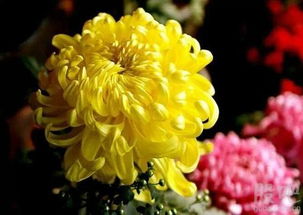 菊花绽放，何时绽放成双