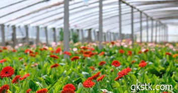 影响非洲菊开花周期的因素