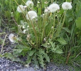 除草剂类型， 决定了等待时间