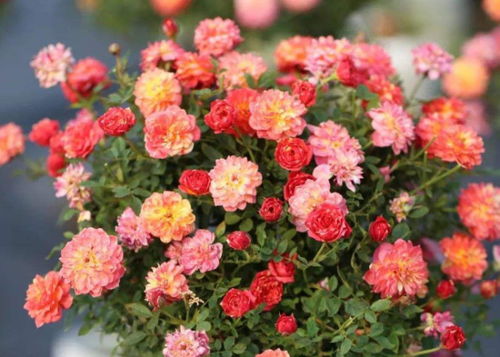 嫁接棒棒糖月季的重要性