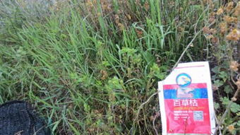 敌草快：老牌选手