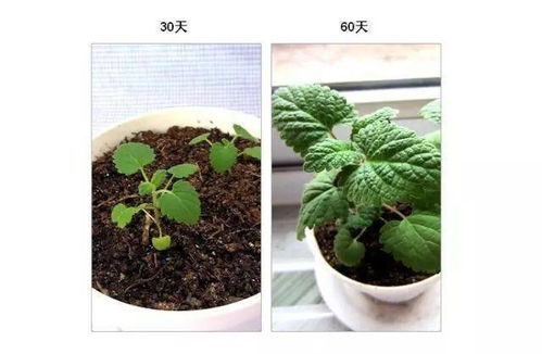 叶片太小？试试将叶片一分为二