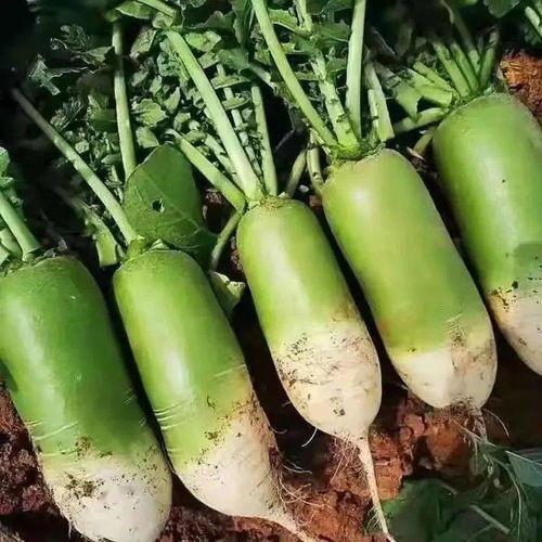 水果萝卜最佳播种时间是什么季节？
