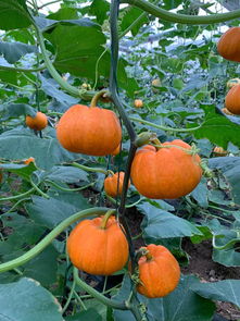 创意园艺：南瓜果酱的DIY制作与养护技巧