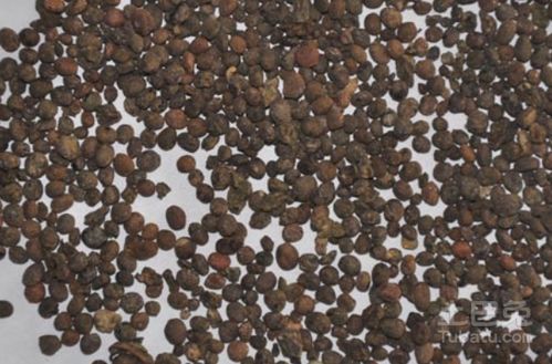 丹参籽的品质与成分