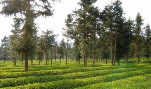 南昌新建区：雨季橡树种植的教训